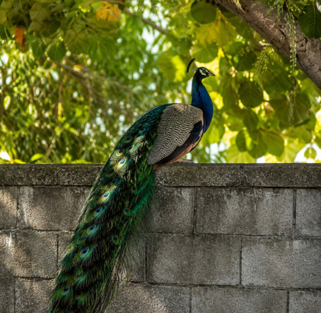 homefinders-resort-pondicherry